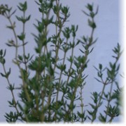 thymian